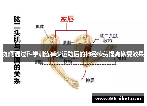 如何通过科学训练减少运动后的神经疲劳提高恢复效果